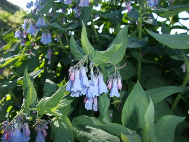 Мертензия цилиата (Mertensia ciliata) - один из самых высокорослых видов, стебли вырастают выше метра Мертензия цилиата (Mertensia ciliata) - один из самых высокорослых видов, стебли вырастают выше метра