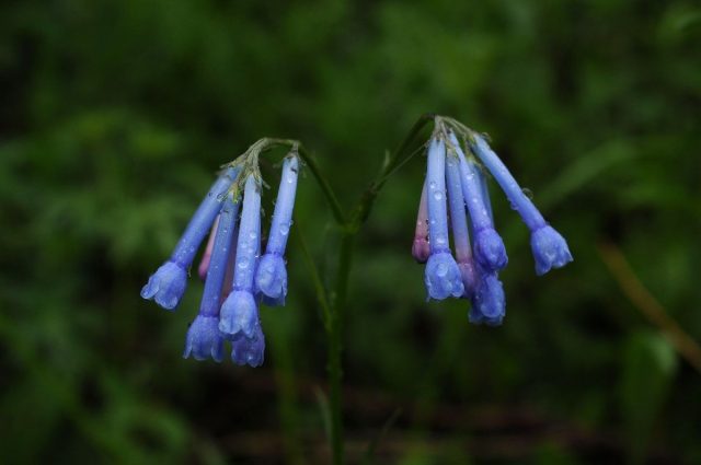Один из самых морозостойких видов - мертензия даурская (Mertensia davurica), в диком виде произрастающая в Сибири Один из самых морозостойких видов - мертензия даурская (Mertensia davurica), в диком виде произрастающая в Сибири
