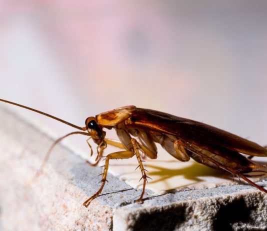 Как бороться с тараканами эффективно — избегаем частых ошибок