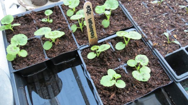 Нижний полив стимулирует корни расти вниз в поисках влаги