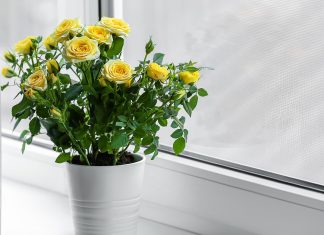 Как спасти розу в горшке от верной смерти: правила ухода после покупки