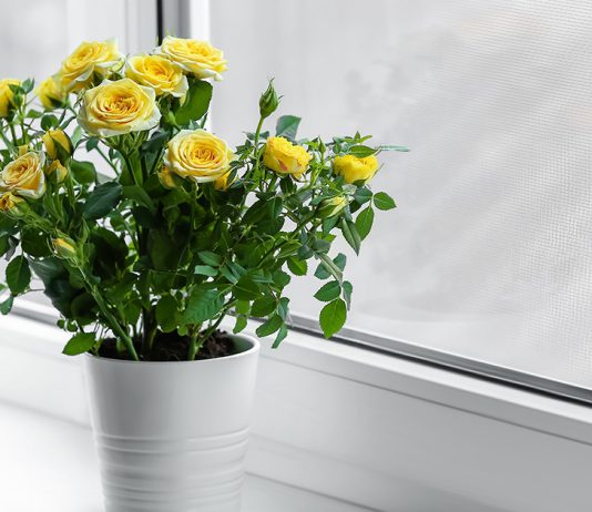 Как спасти розу в горшке от верной смерти: правила ухода после покупки