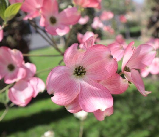 Кизил под прикрытием: о каких привычных и не очень видах вам стоит узнать