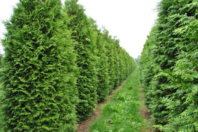 Туя западная «Брабант» (Thuja occidentalis ’Brabant’) Туя западная «Брабант» (Thuja occidentalis ’Brabant’)