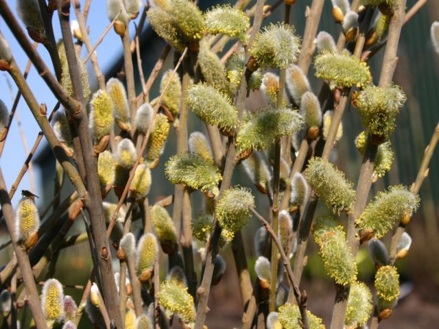 Ива козья «Мас» (Salix caprea ’Mas’) Ива козья «Мас» (Salix caprea ’Mas’)