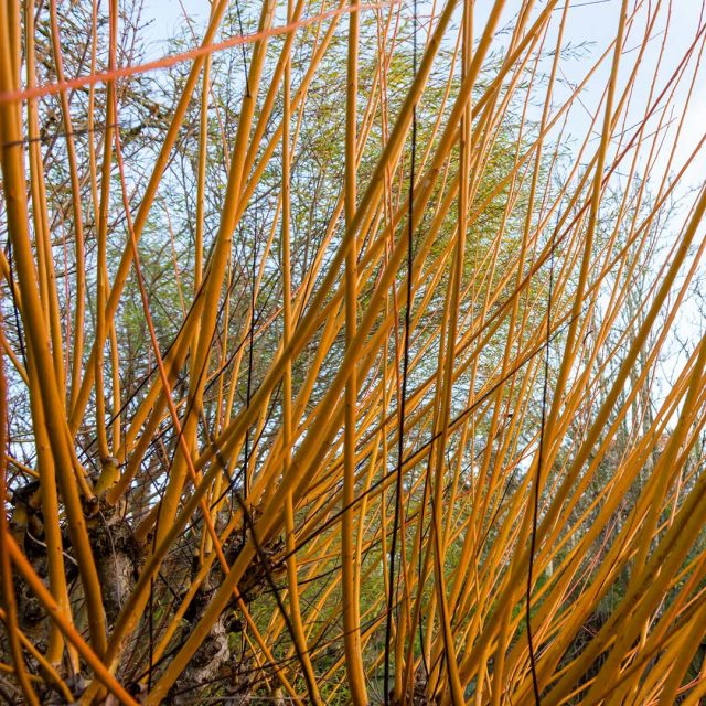 Ива краснеющая «Басфордиана» (salix x rubens ’Basfordiana’) Ива краснеющая «Басфордиана» (salix x rubens ’Basfordiana’)