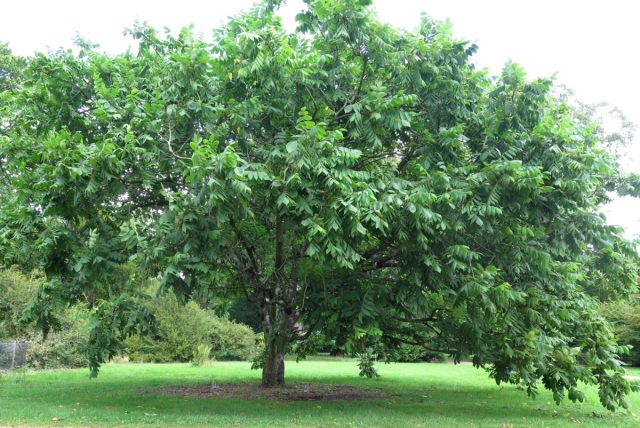 Орех маньчжурский (juglans mandshurica) Орех маньчжурский (juglans mandshurica)