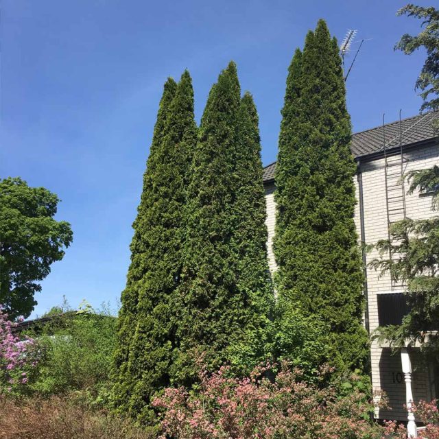 Туя западная «Фастигиата» ((Thuja occidentalis Fastigiata’) Туя западная «Фастигиата» ((Thuja occidentalis Fastigiata’)