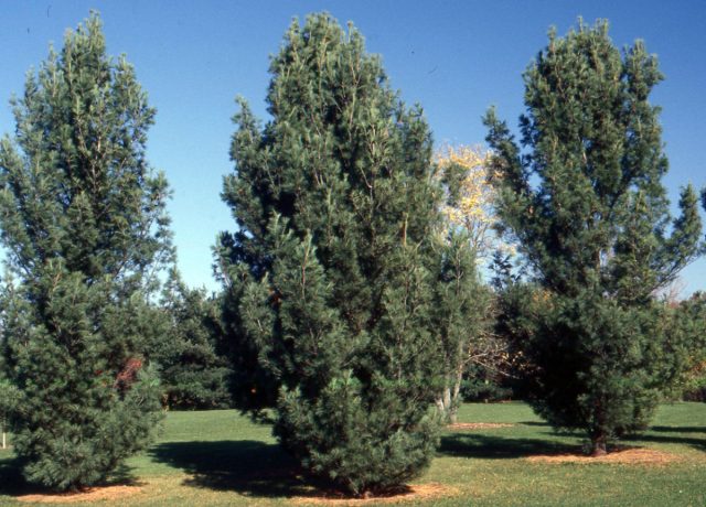 Сосна Веймутова «Фастигиата» (Pinus strobus ’Fastigiata’) Сосна Веймутова «Фастигиата» (Pinus strobus ’Fastigiata’)