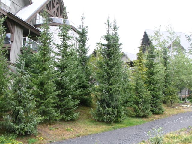 Ель сербская (picea omorika) Ель сербская (picea omorika)