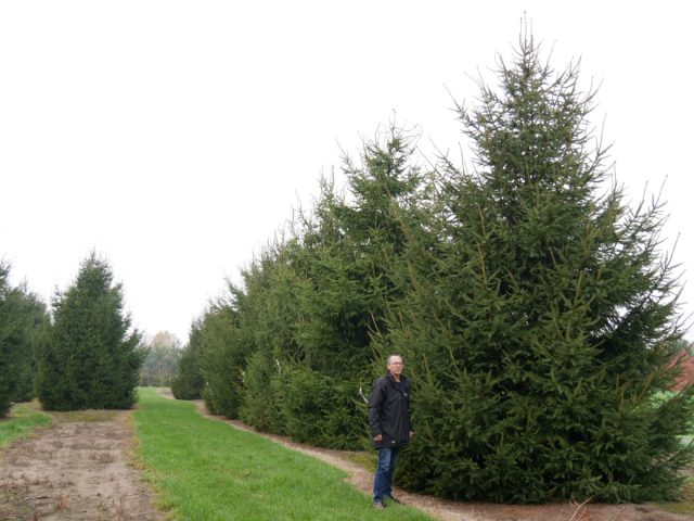 Ель обыкновенная, или европейская (picea abies) Ель обыкновенная, или европейская (picea abies)