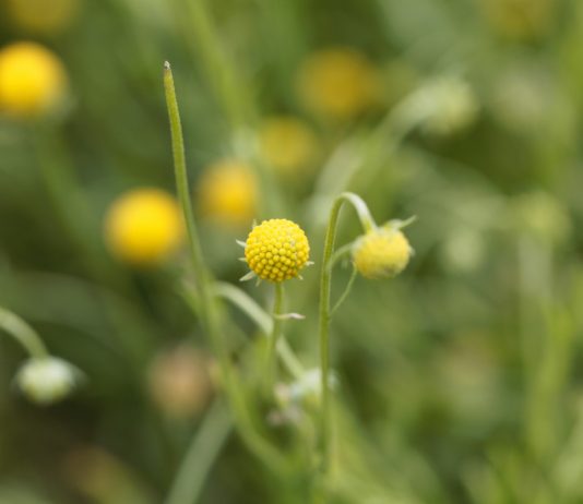 Мармеладные цветы: все о гелениуме ароматном и его конфетном запахе