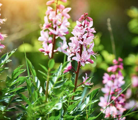 Ядовитая красота: к каким растениям нельзя даже прикасаться