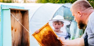 Пчеловодство для начинающих: 5 первых шагов