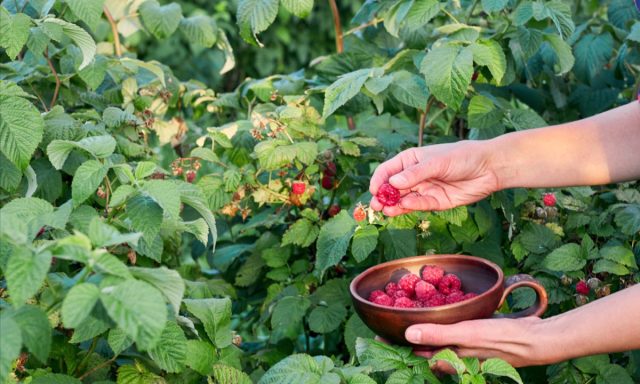 В зоне вкусов высаживают плодово-ягодные кустарники и низкорослые формы плодовых деревьев