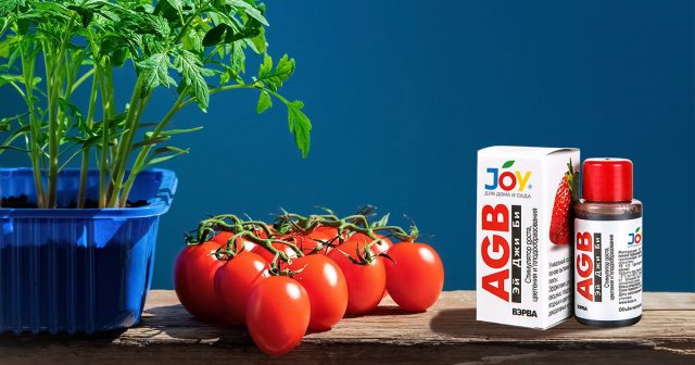 Подстегнуть кусты томатов к росту поможет JOY «AGB» для роста, цветения и плодоношения Подстегнуть кусты томатов к росту поможет JOY «AGB» для роста, цветения и плодоношения