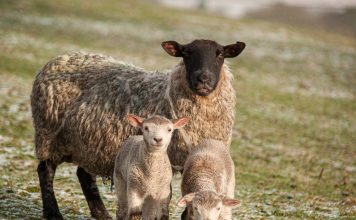 Все, что вам нужно знать, об окоте у овец — принятие родов и уход за ягнятами