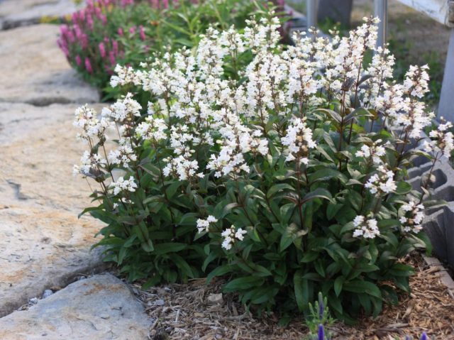 Пенстемон наперстянковый "Хаскер Ред" (Penstemon digitalis ‘Husker Red’)