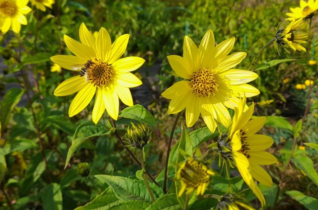 Гелиопсис подсолнечниковидный «Лемон Квин» (Helianthus microcephalus ‘Lemon Queen’)
