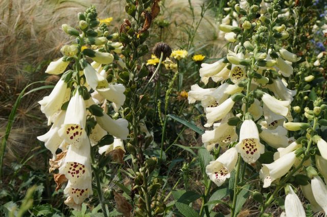 Наперстянка пурпурная «Дотти Крим» (Digitalis purpurea ’Dottie Сream’)