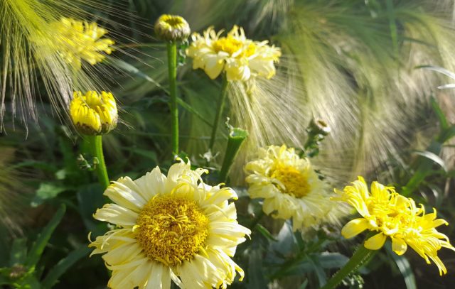 Нивяник "Голдсмит" (Leucanthemum ‘Goldsmith’)