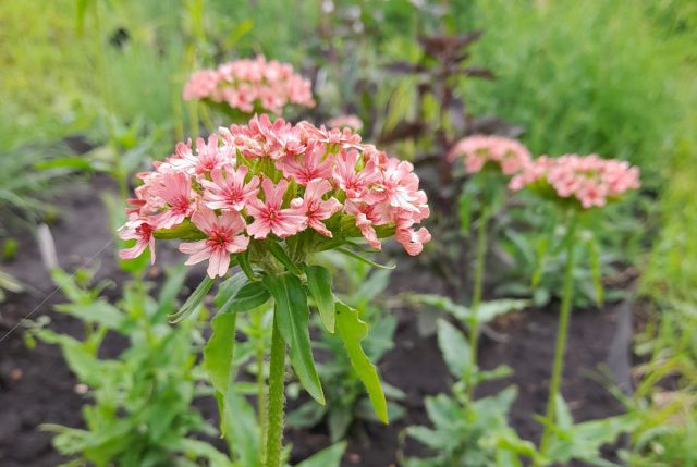 Лихнис халцедонский «Априкот» (Lychnis chalcedonica ’Apricot’)