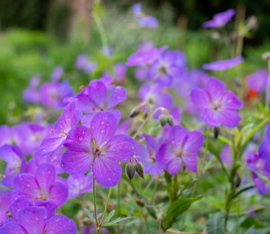 9 самых прекрасных и неприхотливых видов герани - Цветы многолетние 9 самых прекрасных и неприхотливых видов герани