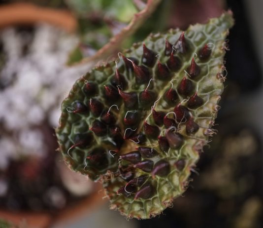 Бегония ферокс: эстетика дерзости в цветочном горшке - Редкие и необычные Бегония ферокс: эстетика дерзости в цветочном горшке