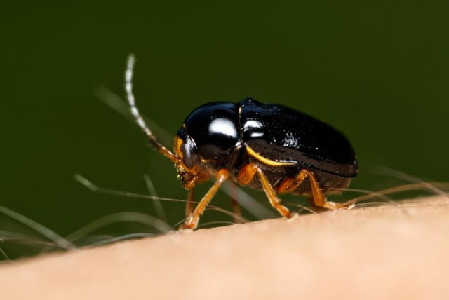 Лупер желтоногий (Luperus flavipes) Лупер желтоногий (Luperus flavipes)