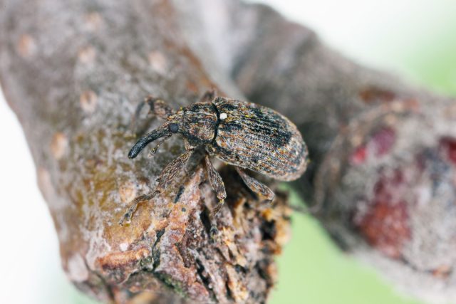 Яблонный цветоед (Anthonomus pomorum)