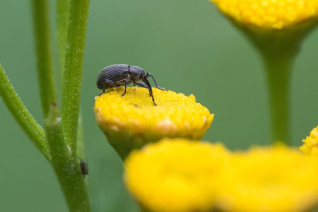 Малинно-земляничный долгоносик (Anthonomus rubi)