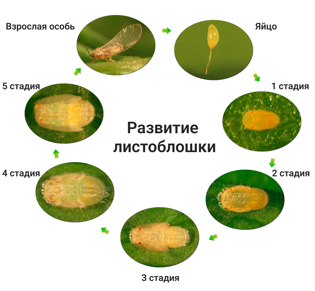 Взрослая бабочка подсолнечниковой огневки