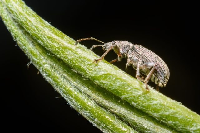 Серый почковый долгоносик (Sciaphobus squalidus)