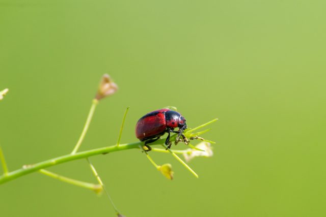 Листоед рапсовый (Entomoscelis adonidis) Листоед рапсовый (Entomoscelis adonidis)