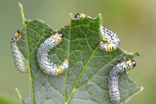 Пилильщик жёлтый крыжовниковый (Nematus ribesii) Пилильщик жёлтый крыжовниковый (Nematus ribesii)