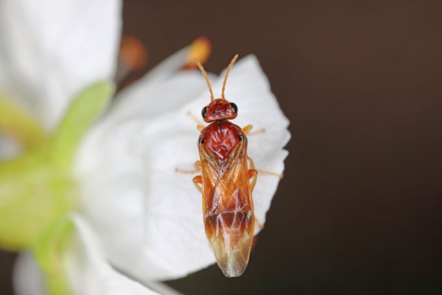 Пилильщик косточковый жёлтый плодовый (Hoplocampa flava) Пилильщик косточковый жёлтый плодовый (Hoplocampa flava)