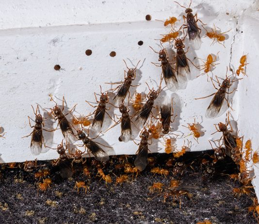 Как избавиться от муравьев в квартире — безопасное уничтожение вредителя