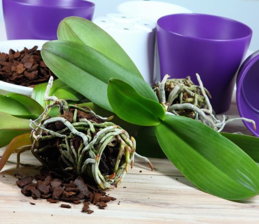 Как правильно пересаживать орхидеи — пошаговая инструкция