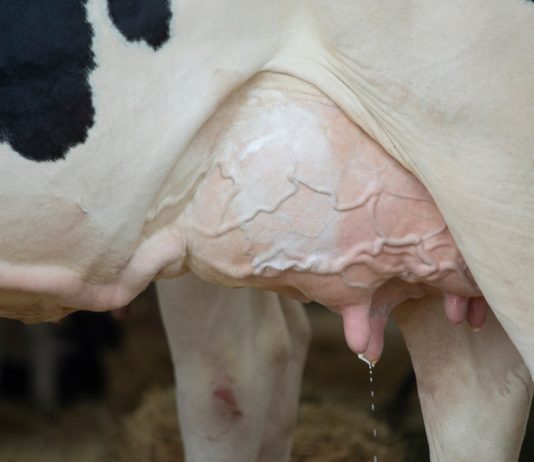 Как распознать мастит у коровы — симптомы и способы профилактики - Животные Как распознать мастит у коровы — симптомы и способы профилактики