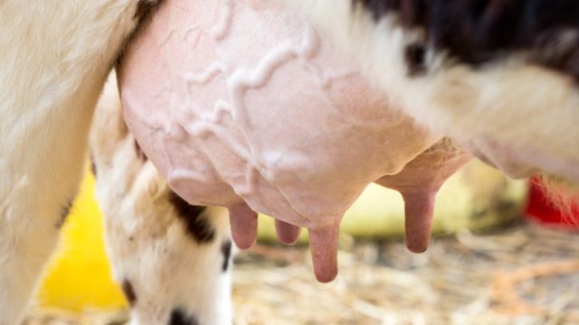 Самым первым и главным способом профилактики этого заболевания является правильная техника доения и соблюдение гигиены вымени Самым первым и главным способом профилактики этого заболевания является правильная техника доения и соблюдение гигиены вымени