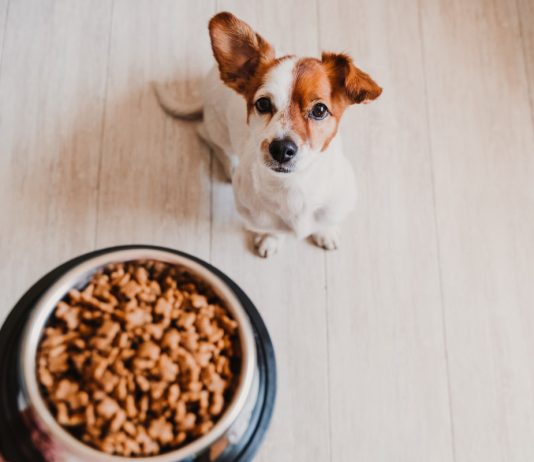 Как выбрать качественный сухой корм для собаки