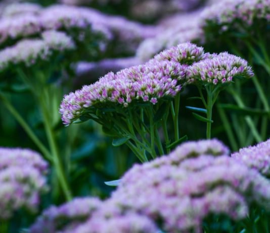 Какие бывают посконники — 9 прекрасных видов под любой цветник