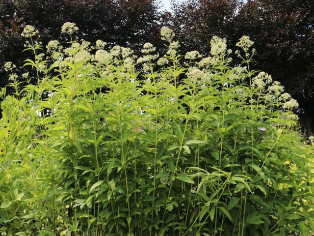 Посконник трубчатый «Айвори Тауэрс» (Eupatorium fistulosum ’Ivory Towers’) Посконник трубчатый «Айвори Тауэрс» (Eupatorium fistulosum ’Ivory Towers’)