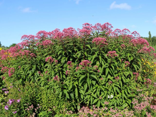 Посконник пятнистый «Глутбол» (Eupatorium maculatum ’Glutball’) Посконник пятнистый «Глутбол» (Eupatorium maculatum ’Glutball’)