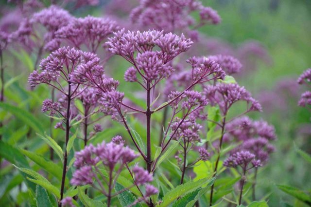 Посконник пятнистый "Перпл Буш" ('Purple Bush') Посконник пятнистый "Перпл Буш" ('Purple Bush')