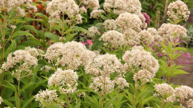 Посконник пятнистый «Сноубол» (Eupatorium maculatum ’Snowball’) Посконник пятнистый «Сноубол» (Eupatorium maculatum ’Snowball’)