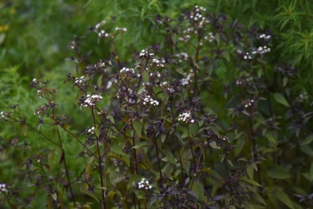 Посконник морщинистый «Шоколад» (Eupatorium Rugosum ˈChocolateˈ) Посконник морщинистый «Шоколад» (Eupatorium Rugosum ˈChocolateˈ)