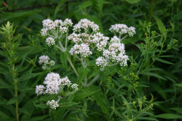 Посконник обыкновенный (Eupatorium perfoliatum) Посконник обыкновенный (Eupatorium perfoliatum)