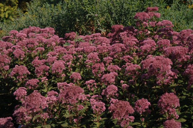 Посконник сомнительный «Литтл Джой» (Eupatorium dubium ’Little Joe’) Посконник сомнительный «Литтл Джой» (Eupatorium dubium ’Little Joe’)