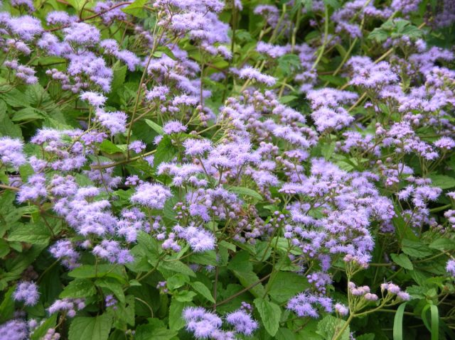 Посконник голубой (Eupatorium coelestinum) Посконник голубой (Eupatorium coelestinum)